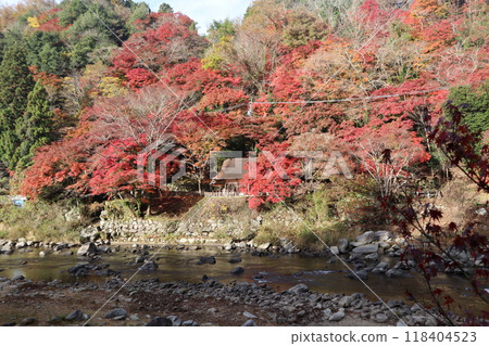 豐田市香蘭溪 香蘭溪紅葉觀賞 紅葉香蘭溪楓樹 豐田市香蘭溪 香蘭溪紅葉觀賞 紅葉香蘭溪楓樹 118404523