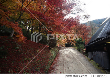 豐田市香蘭溪 香蘭溪紅葉觀賞 紅葉香蘭溪楓樹 豐田市香蘭溪 香蘭溪紅葉觀賞 紅葉香蘭溪楓樹 118404539