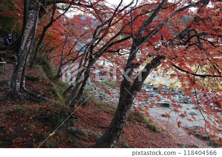豐田市香蘭溪 香蘭溪紅葉觀賞 紅葉香蘭溪楓樹 118404566