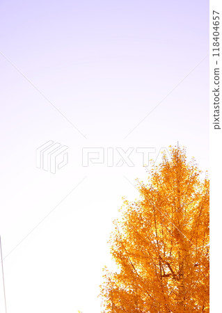 映襯著藍天的黃色銀杏葉（背景素材） 118404657