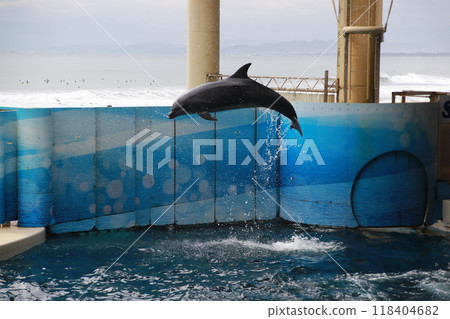 水族箱裡跳躍的海豚 118404682