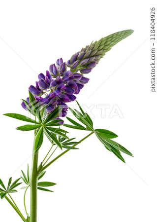 Lupine flower isolated on white background Lupine flower isolated on white background 118404926