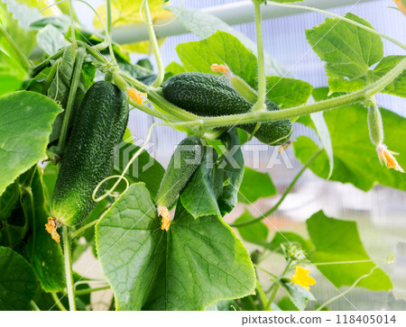 Cucumber plant in the greenhouse. Cucumber plant in the greenhouse. 118405014