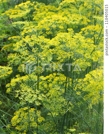 Flowering plant dill. Flowering plant dill. 118405015