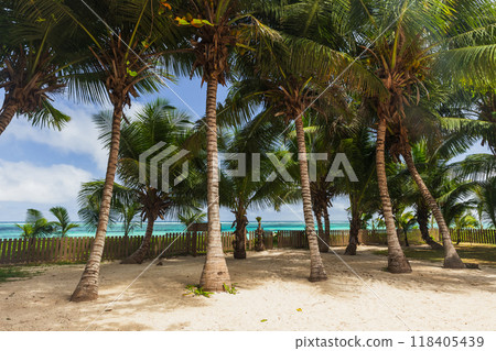 Tropical coastal garden landscape with coconut palm trees 118405439