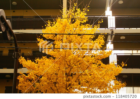 彩色秋葉植物秋季公園（2024年9月註冊） 118405720