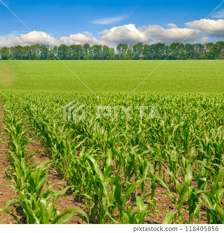 Green field of corn and blue sky. 118405856