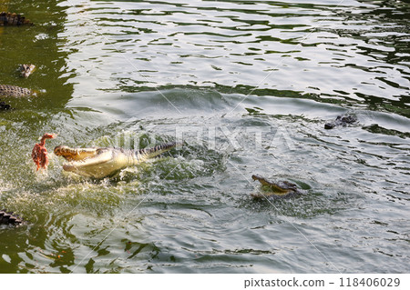 Close up salt crocodile is show action jump on river 118406029