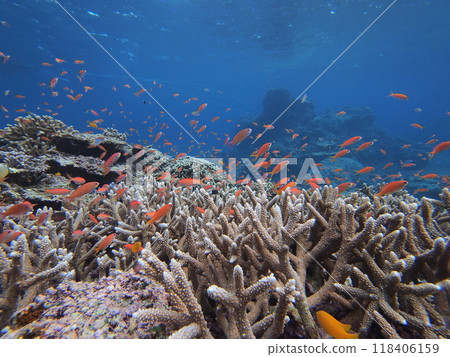 我嘗試在熱帶海域潛水並與紅魚玩耍。 118406159
