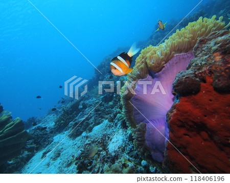 Anemone fish and sea anemone Anemone fish and sea anemone 118406196