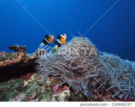 Anemonefish pair 118406197