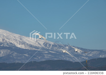 [Shonai scenery] Swans and Mt. Chokai 118406338