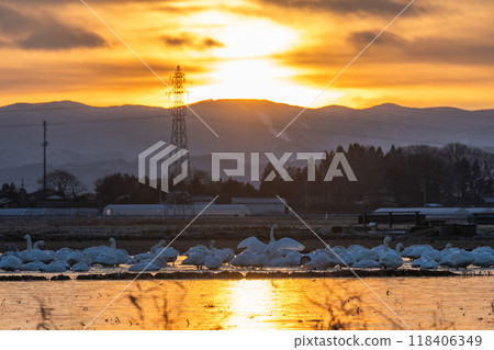 [莊內風景]天鵝與朝陽_稻田裡融化的雪 118406349