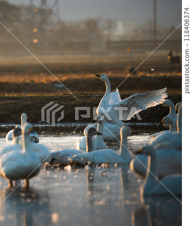 [Shonai scenery] Swans and the morning sun_Snow melting in the rice fields 118406374