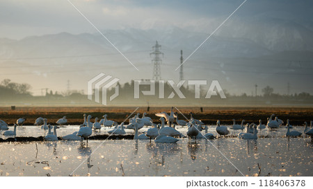 [莊內風景]天鵝與朝陽_稻田裡融化的雪 118406378