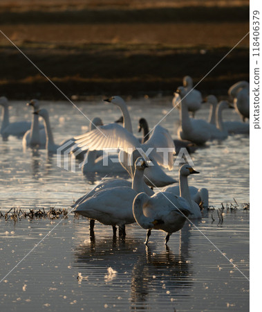 [莊內風景]天鵝與朝陽_稻田裡融化的雪 118406379