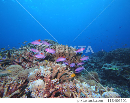 If it's colorful, it gives the impression of a tropical sea with fish swimming. If it's colorful, it gives the impression of a tropical sea with fish swimming. 118406501