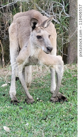 Kangaroo in sumo pose Kangaroo in sumo pose 118406557