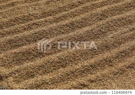 Rice grains scattered on the ground. Rice grains scattered on the ground. 118406974