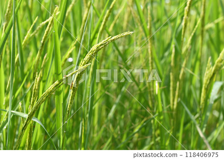 Green rice plants are about to sprout ears. Green rice plants are about to sprout ears. 118406975