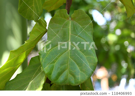 Terminalia catappa leaves or tropical almond leaf on tree in the garden. Terminalia catappa leaves or tropical almond leaf on tree in the garden. 118406993