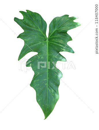 Philodendron Xanadu leaf or Philodendron Winterbourn leaves, green leaves with lobed leaves, isolated. 118407000