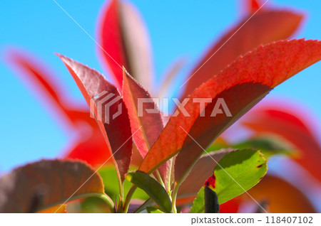 紅知更鳥葉子暴露在陽光下 紅知更鳥葉子暴露在陽光下 118407102