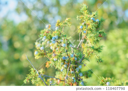 Juniper Tree Juniper Tree 118407798