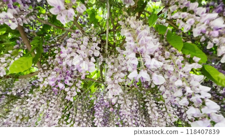 Blooming Wisteria Sinensis with scented classic purple flowersin full bloom in hanging racemes on the wind closeup. Garden with wisteria in spring. Blooming Wisteria Sinensis with scented classic purple flowersin full bloom in hanging racemes on the wind closeup. Garden with wisteria in spring. 118407839