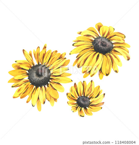 Yellow autumn garden flowers rudbeckia with black center three different sizes. Watercolor hand drawn illustration on the theme of autumn and harvest. Set of elements isolated from the background Yellow autumn garden flowers rudbeckia with black center three different sizes. Watercolor hand drawn illustration on the theme of autumn and harvest. Set of elements isolated from the background 118408004