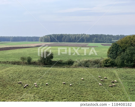 Top view of sheep flock on green grassland shoot aerial 118408182