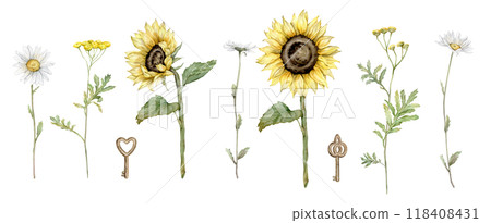 Set of common tansy and sunflowers and chamomile. Set of yellow and white field flowers. Clipart flowers and keys. Hand drawn watercolor illustration isolated. Bundle botanical medicinal wildflowers. 118408431