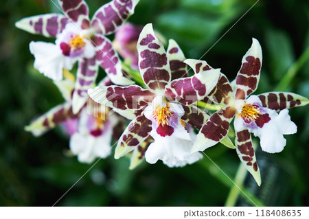 orchid 118408635