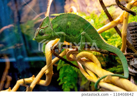 green 118408642