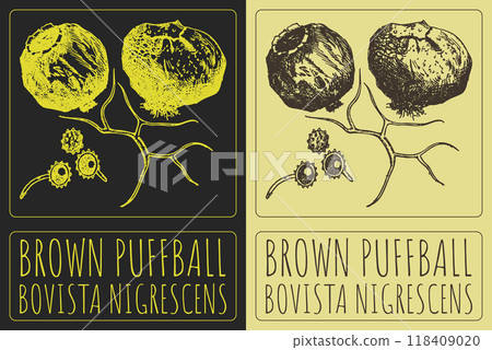 Vector drawing BROWN PUFFBALL . Hand drawn illustration. Latin name is BOVISTA NIGRESCENS 118409020