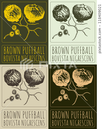 Set of vector drawing BROWN PUFFBALL in various colors. Hand drawn illustration. Latin name is BOVISTA NIGRESCENS 118409021