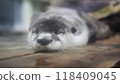 這是一隻睡得很香的水獺。 118409045