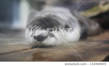 A sleeping otter A sleeping otter 118409045