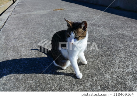 [Kagawa Prefecture] Wild cats living on the cat island (Sanagishima) 118409164