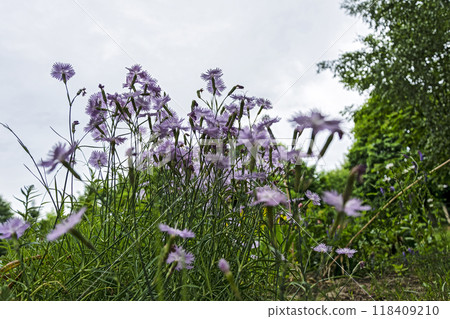 Field flowers are tender-violet with the name Vasilek 118409210