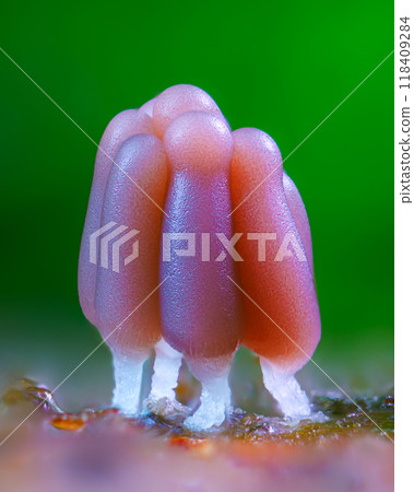 Group of a slime mold - Stemonitis fusca. It fruits in clusters on dead wood and has distinctive tall brown sporangia supported on slender stalks with a total height of approximately 6 20 mm tall 118409284