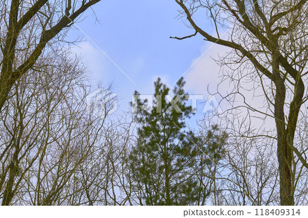 Peace and tranquility in a winter park with pine tree, dense branches Peace and tranquility in a winter park with pine tree, dense branches 118409314