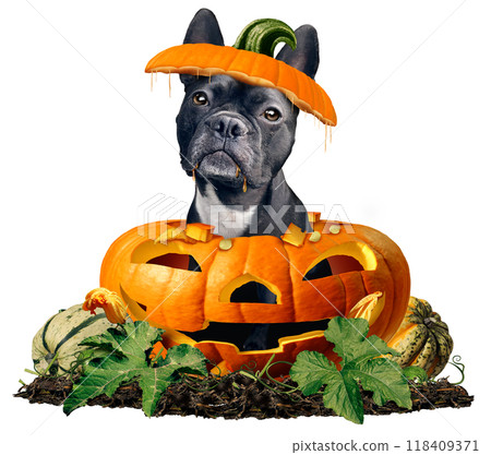 Cute Halloween Dog 118409371