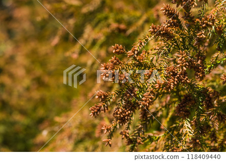 飛散前的雪松花粉與雪松雄花[花粉症影像素材] 118409440