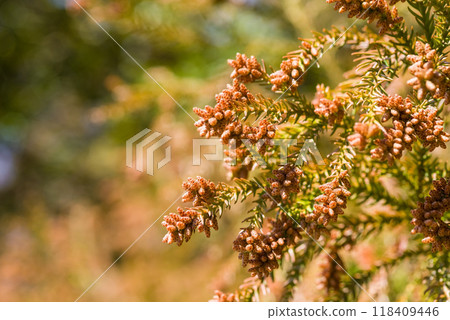 Cedar pollen just before it disperses and male flowers of cedar trees [Image material of hay fever] 118409446