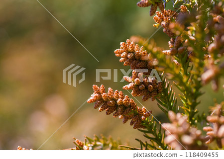 Cedar pollen just before it disperses and male flowers of cedar trees [Image material of hay fever] 118409455