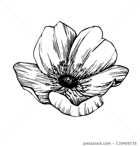 Rose hip, dog-rose. Wild rose flowers, medicinal herb line art drawing. Outline vector illustration isolated on white background. sketch for logo, tattoo, wedding design Rose hip, dog-rose. Wild rose flowers, medicinal herb line art drawing. Outline vector illustration isolated on white background. sketch for logo, tattoo, wedding design 118409738