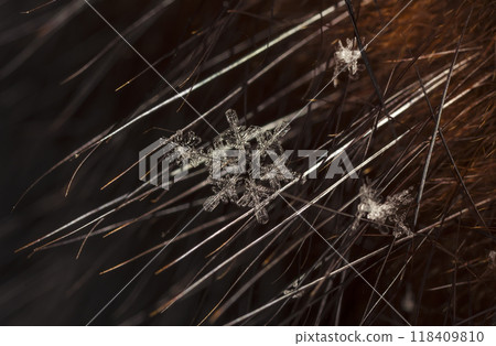 natural snowflakes on fur. The picture is made at a temperature of-10 C 118409810