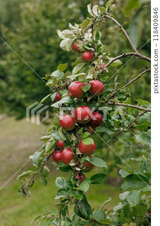 Ripe red apples hang from branch decorated with green leaves Ripe red apples hang from branch decorated with green leaves 118409846