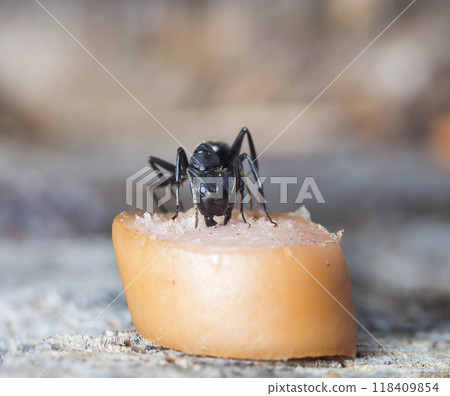 big forest ant eats piece of sausage 118409854